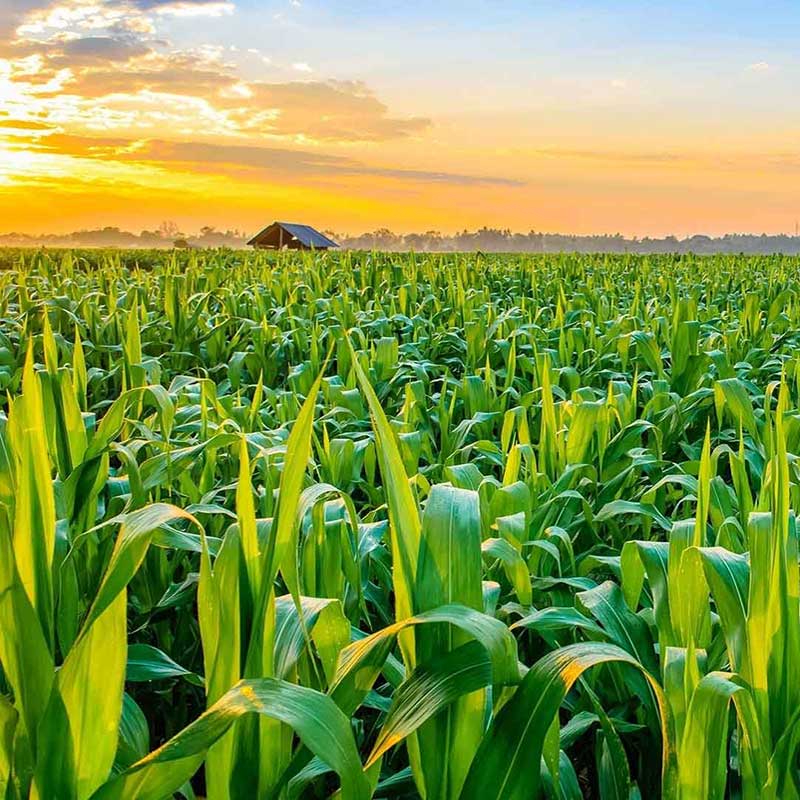 fertilizer farming products